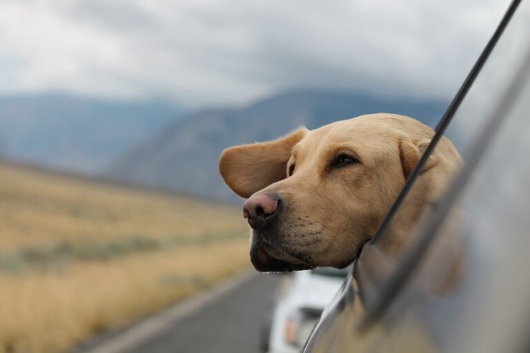 Triumph Drive What your dog needs in a car https://triumphdrive.com/what-your-dog-needs-in-a-car/